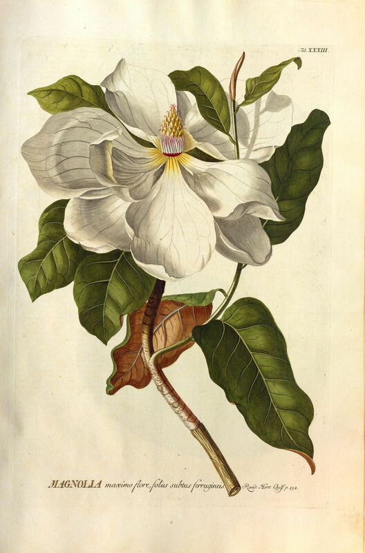 Plantae selectae quarum imagines ad exemplaria naturalia Londini in hortis curiosorum nutrita manu artificiosa doctaque pinxit