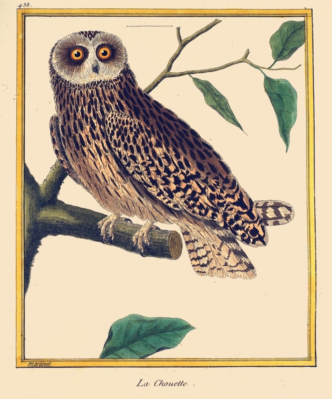 Histoire naturelle des oiseaux : tome premier [-neuvième]