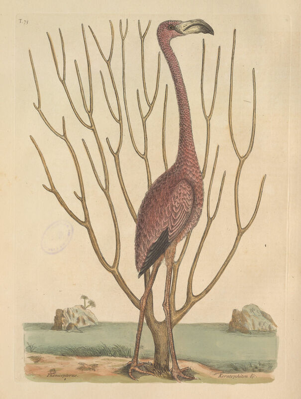 The Natural History of Carolina, Florida, and the Bahama Islands